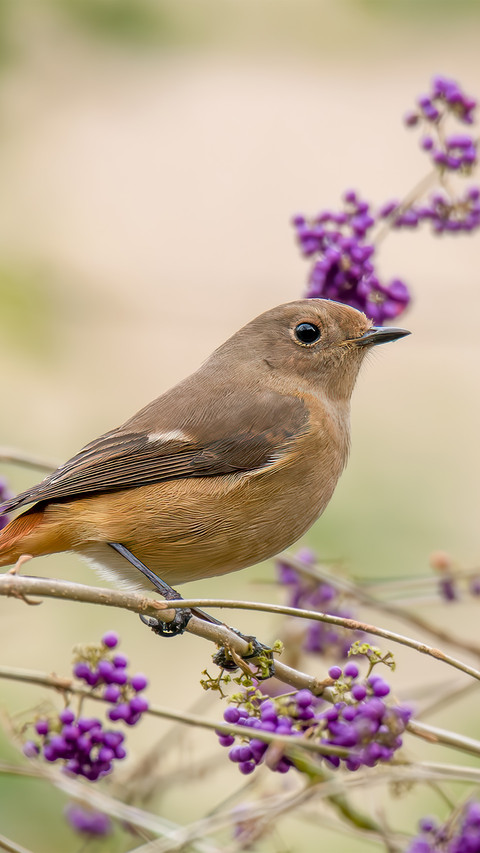 Birds and purple fruits screenshot