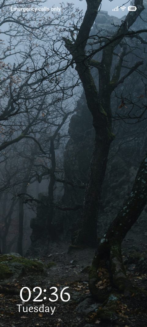Foggy Woods screenshot
