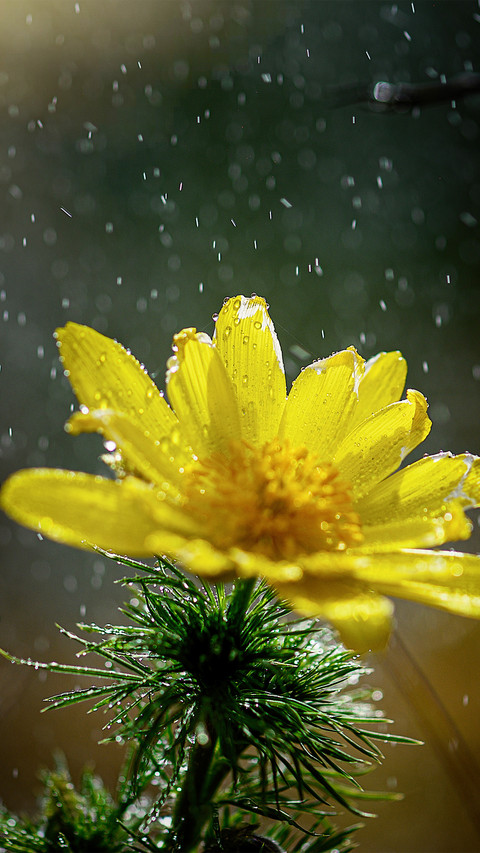 Yellow wet flowers screenshot