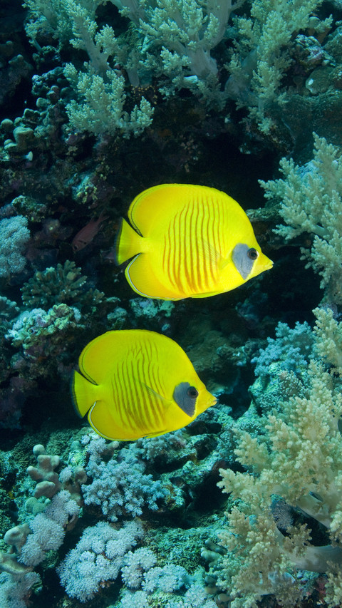 Top ten poisonous fish on earth 85 screenshot
