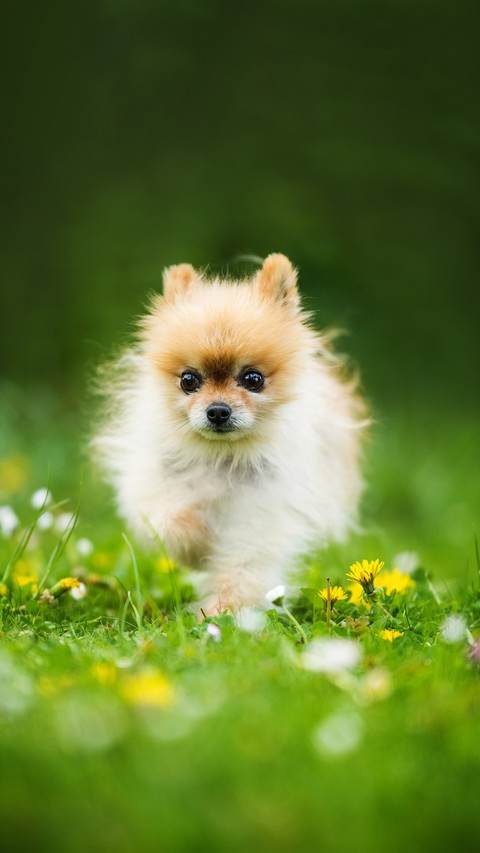 Running pomeranian dog in a spring meadow screenshot