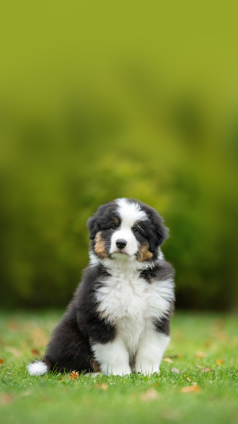 Puppy australian shepherd plays screenshot