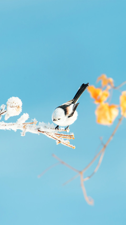 The northern longtailed tit in winter screenshot