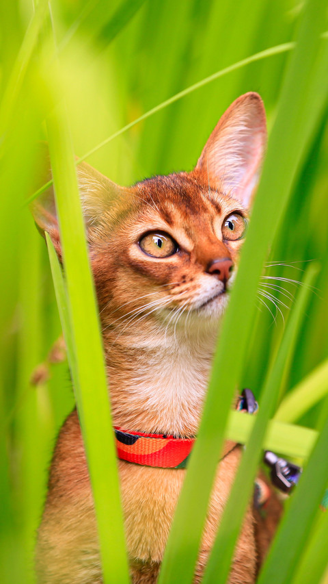 Take pets for a walk screenshot