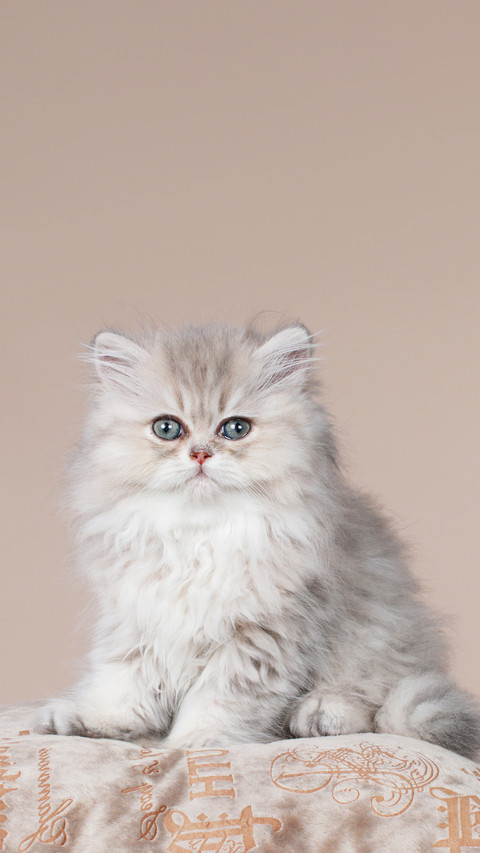 Cute persian kitten sitting on a cushion on brown background screenshot