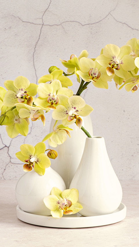Do you know the growth environment of orchids screenshot