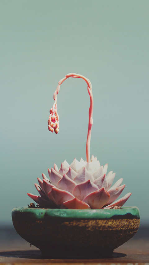 多肉植物 screenshot