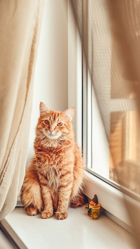 Cute ginger cat relaxing on the windowsill closeup screenshot