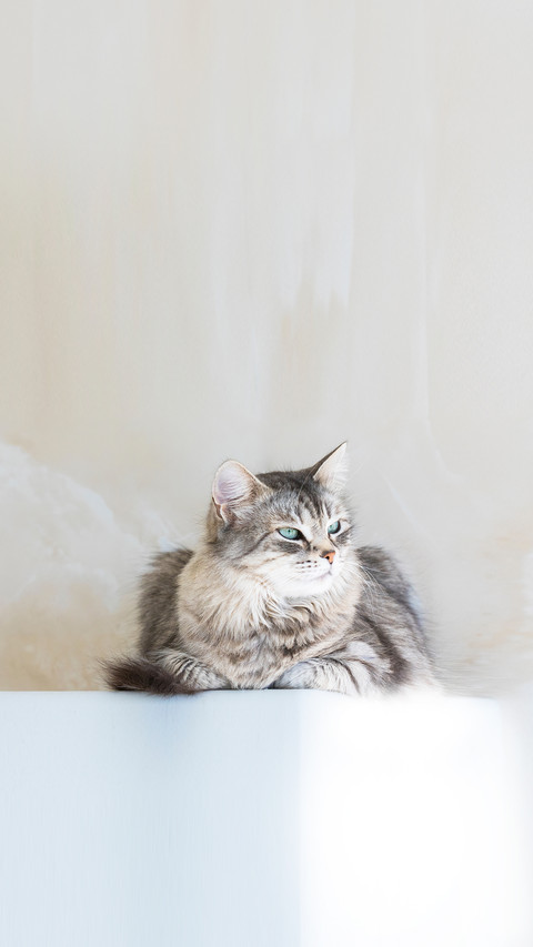 Female cat of siberian breed, grey silver color screenshot
