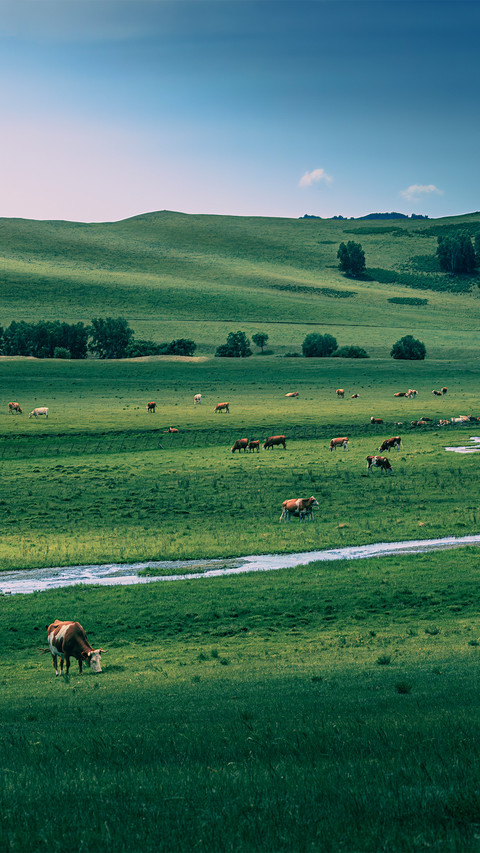 Cattle and sheep by the brook screenshot