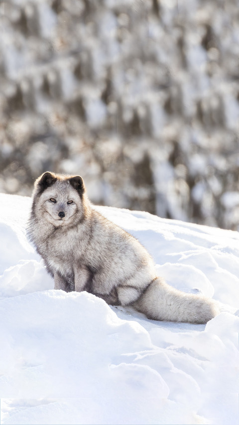 Guess how arctic foxes spend the winter screenshot