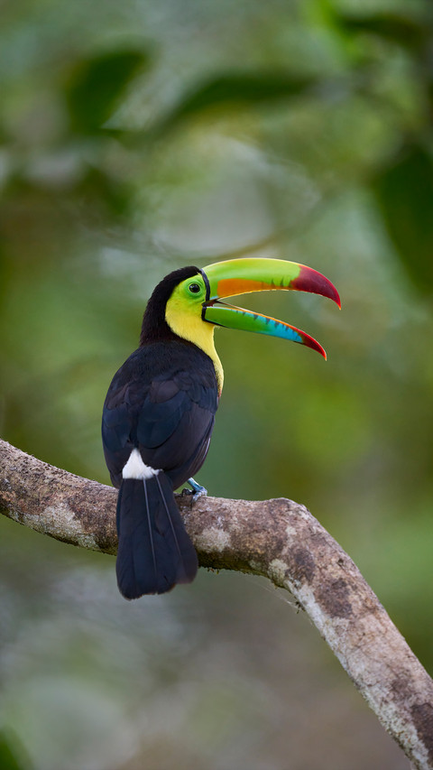 The beak of the toucan is actually very light screenshot