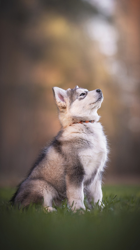 Three-Month-Old Puppy Sitting among The Spring Green Grass screenshot