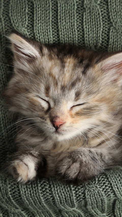 The kitten is sleeping under a knitted blanket screenshot