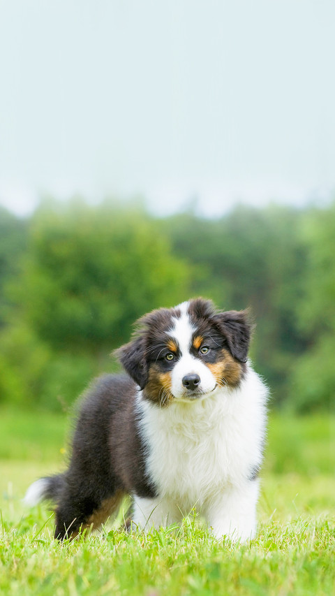 Australian shepherd puppy in nature screenshot