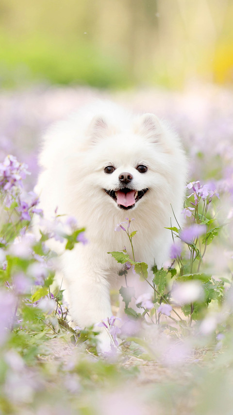Healthy food for Pomeranians 4 screenshot