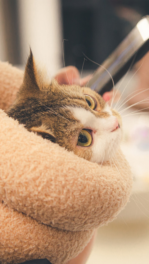 Warm colors and cats screenshot