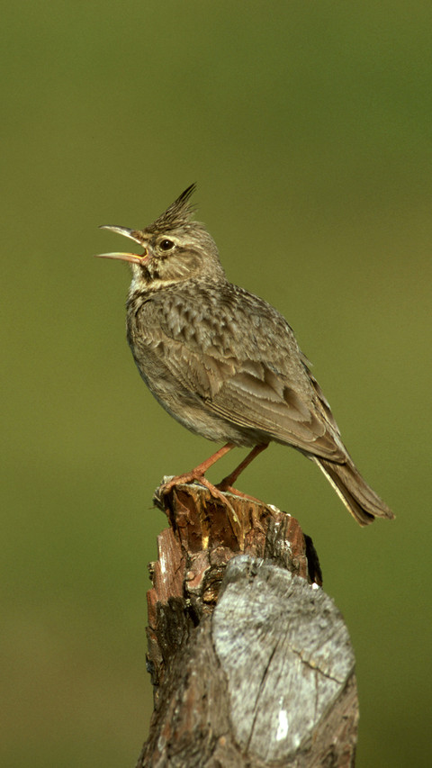 animal 48 screenshot
