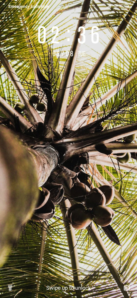 Palm Trees_3MDS screenshot