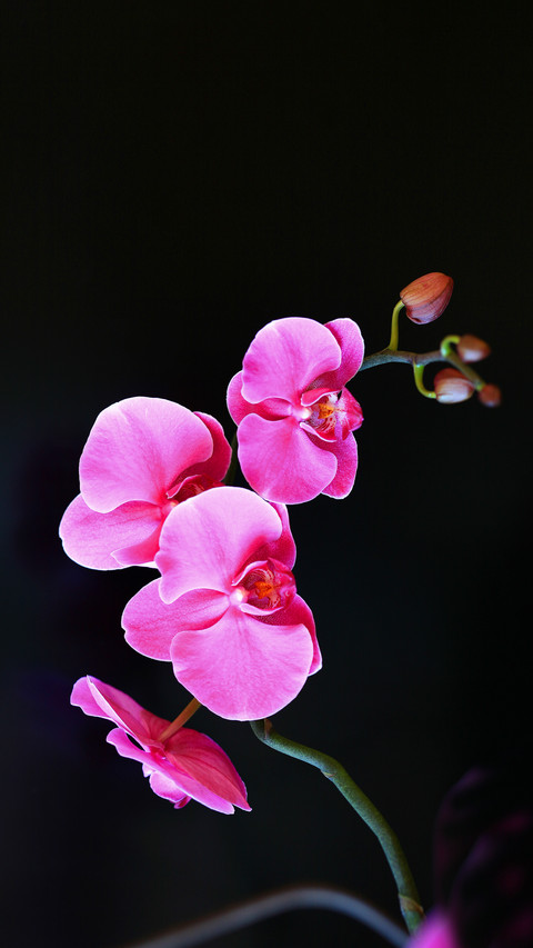 How to Plant Orchids 0 screenshot