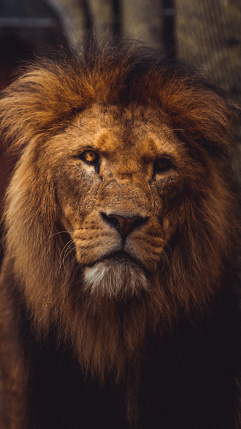 King of the Jungle B2 screenshot