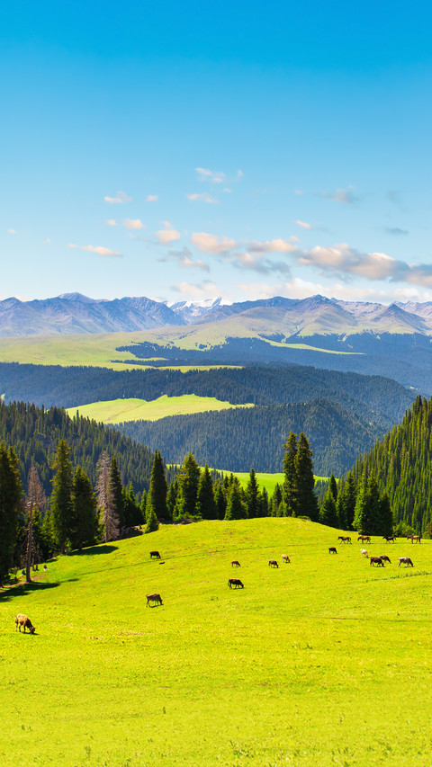 Kalajun Grassland Landscape in Xinjiang, China screenshot