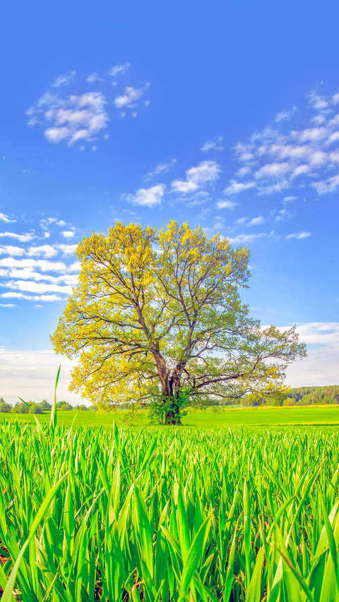 A lonely tree screenshot