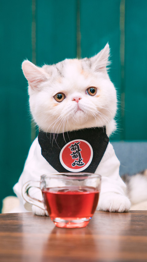 如何让猫咪变成包子脸 screenshot