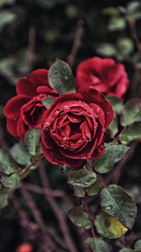 Red Roses screenshot