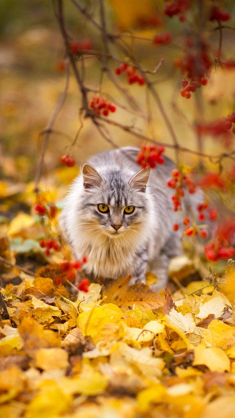 Outdoor cat screenshot