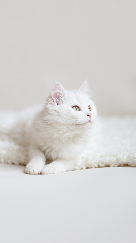 A white cat lies on the carpet screenshot