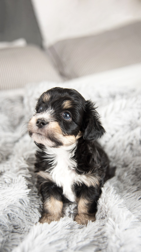 Tiny Adorable Puppy on Fluffy Gray Blanket screenshot