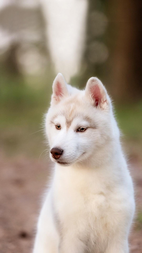 Dog321 screenshot