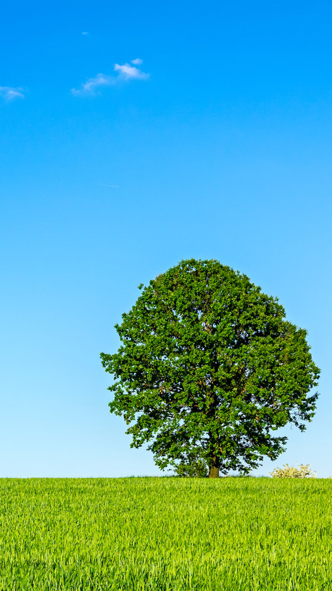 Green Grass And Blue Sky screenshot