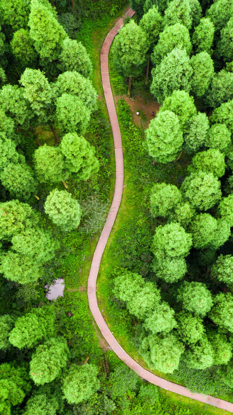 An aerial view of the forest path screenshot