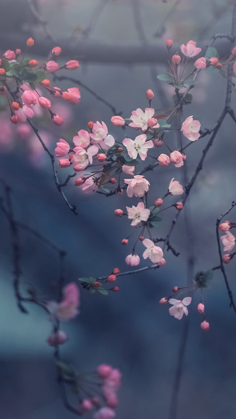The crabapple blossoms bloom screenshot