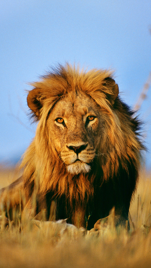The driven lion 37 screenshot