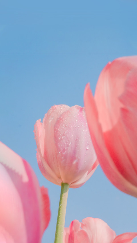 Tulip enters its optimal viewing period screenshot