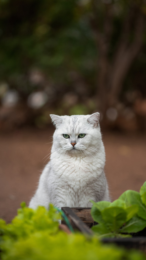 Cold knowledge about cats 1 screenshot