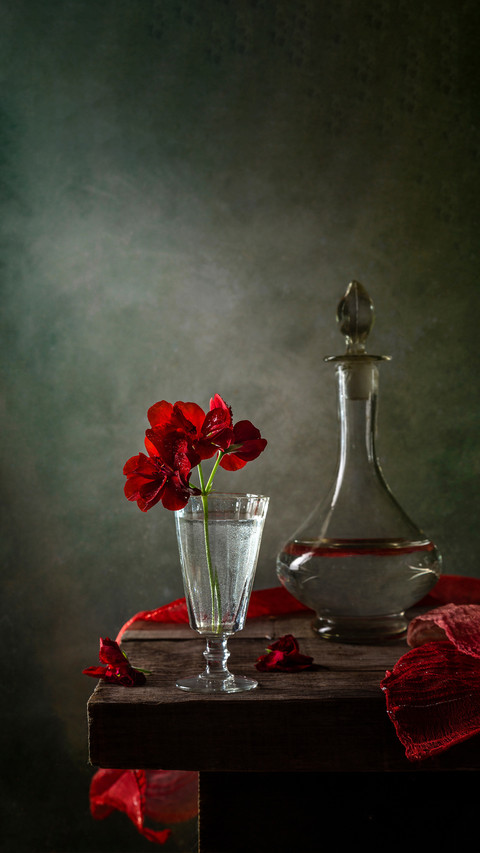 Modern still life with a geranium on a dark background screenshot