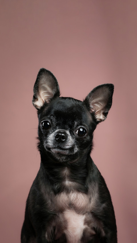 How serious are the dogs identification photos screenshot