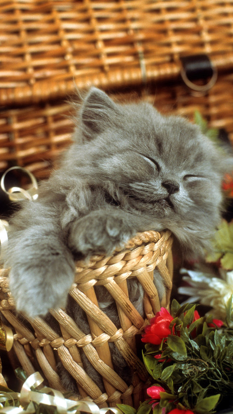 How to make cute pets wash fragrance screenshot