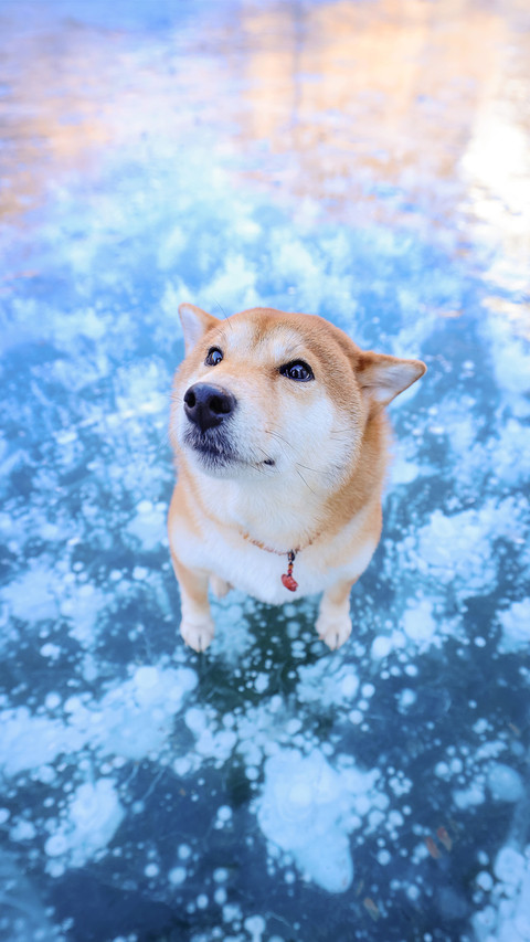 A japanese shiba inu on a glacier screenshot