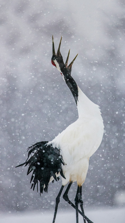 Red-crowned Cranes Dancing in The Snow screenshot