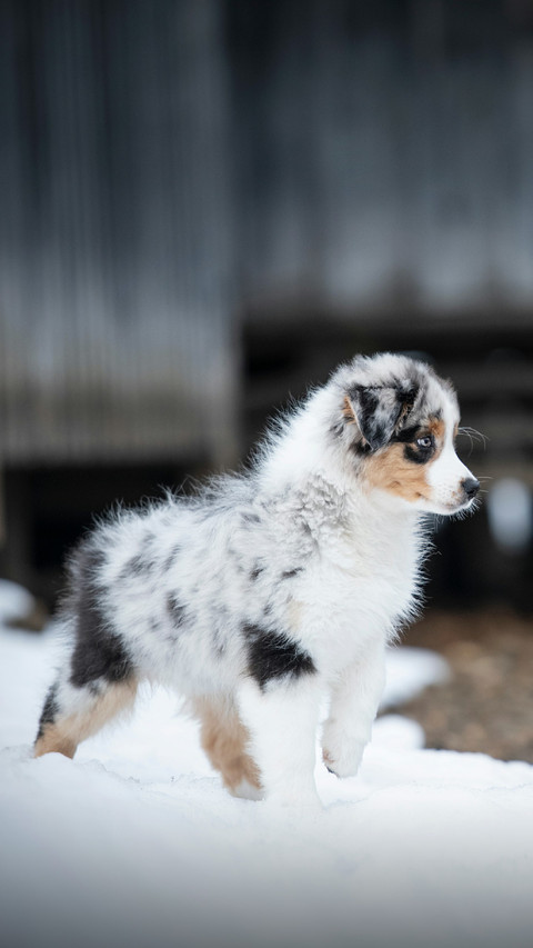 A Cute Dog Running on The Snow screenshot