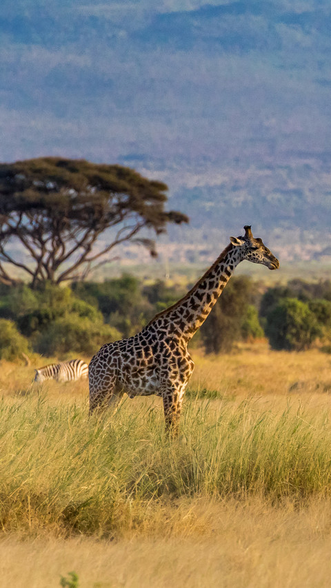 African giraffe screenshot
