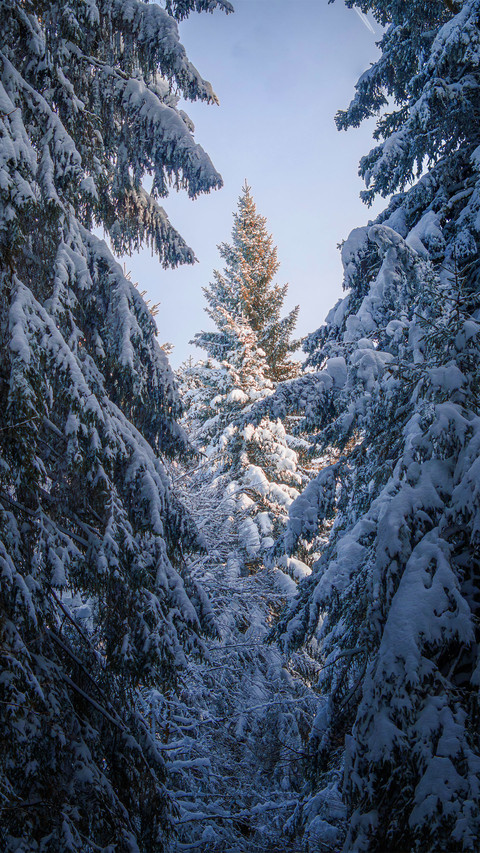 The fir forest is covered with fresh snow screenshot