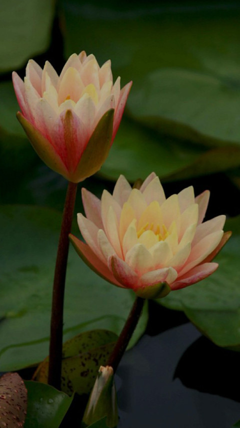美丽荷花 screenshot