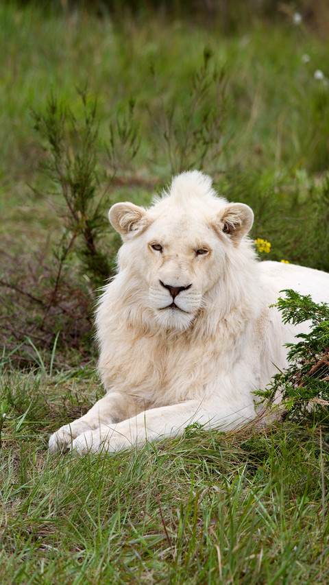 Rare animals in the world 71 screenshot