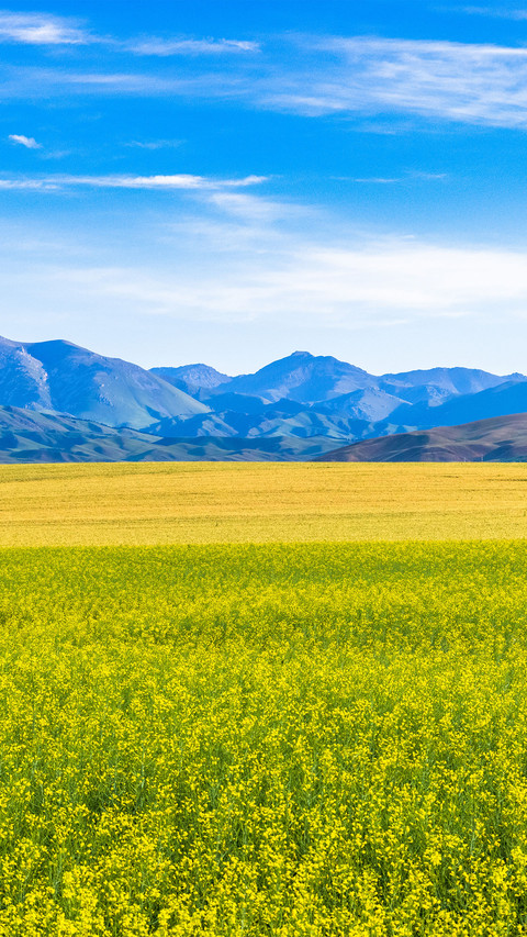 A sea of rape flowers along the way screenshot